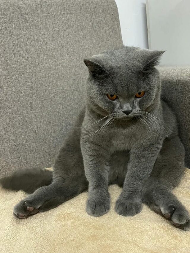 ảnh mèo giận cute 27