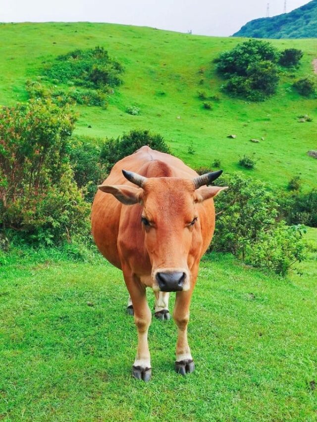 hình ảnh con bò 1