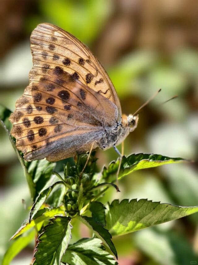 hình ảnh con bướm 25