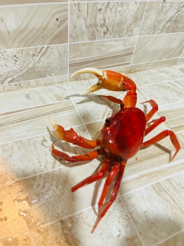 hình ảnh con cua 30