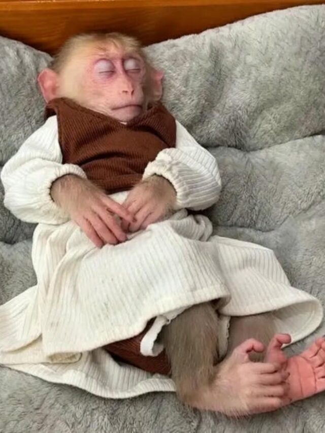 hình ảnh con khỉ 24