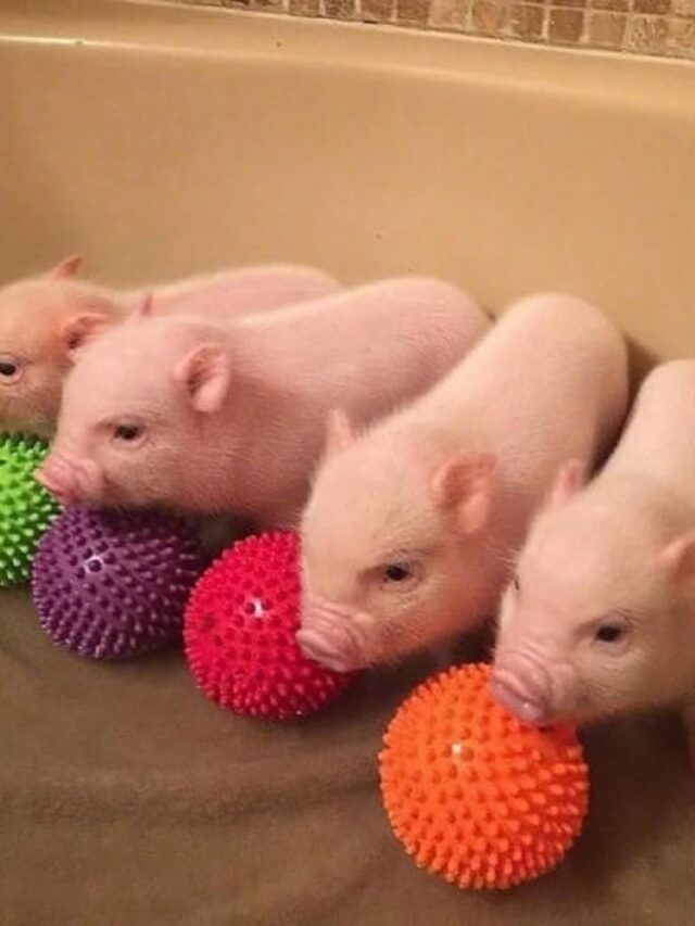 hình ảnh con lợn 23