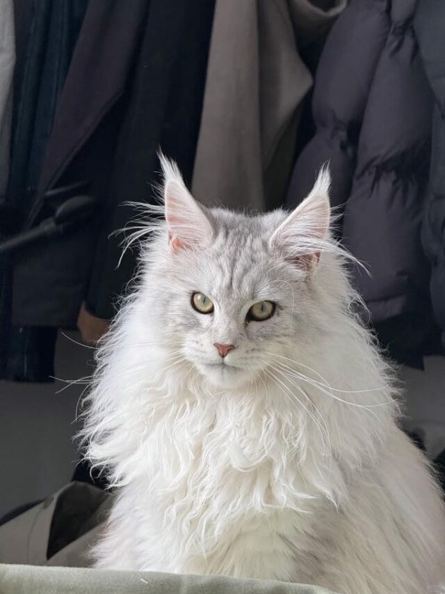 hình ảnh con mèo ngầu 30