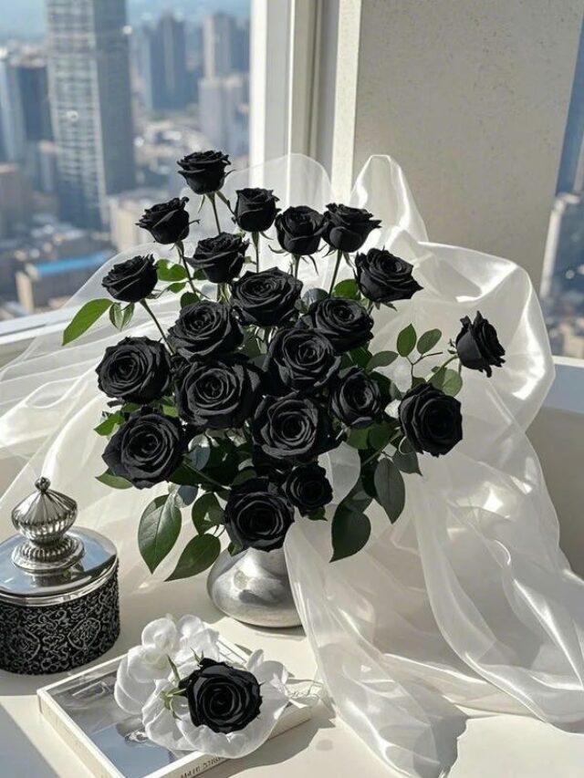 hình ảnh hoa hồng đen 20