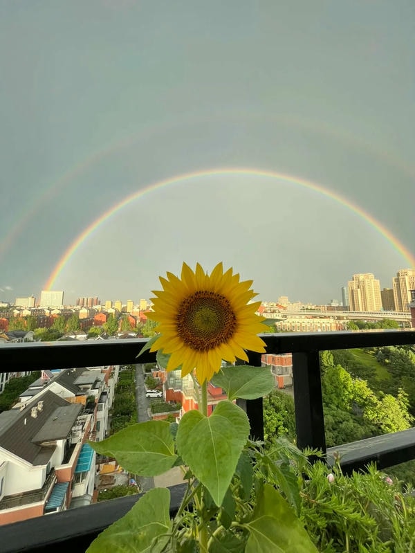 hình ảnh cầu vồng đẹp