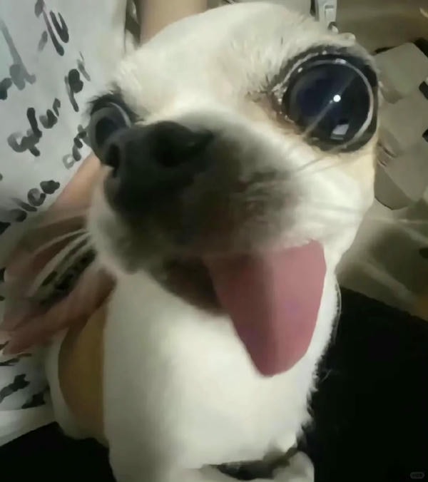 hình ảnh chó hài hước​