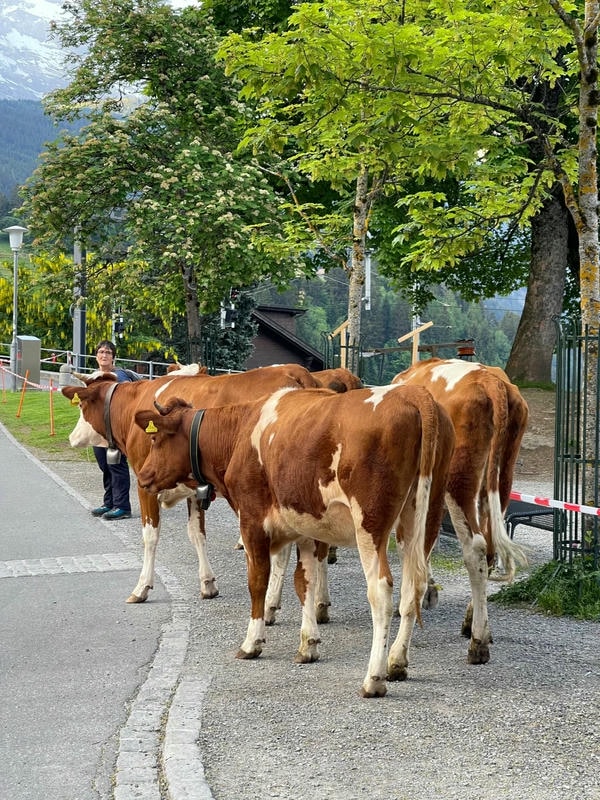 hình ảnh con bò 11