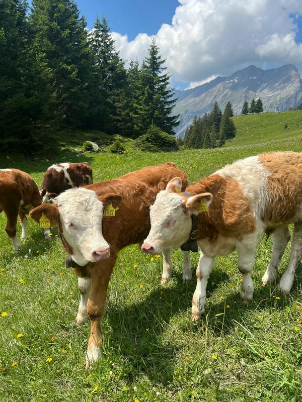 hình ảnh con bò 14