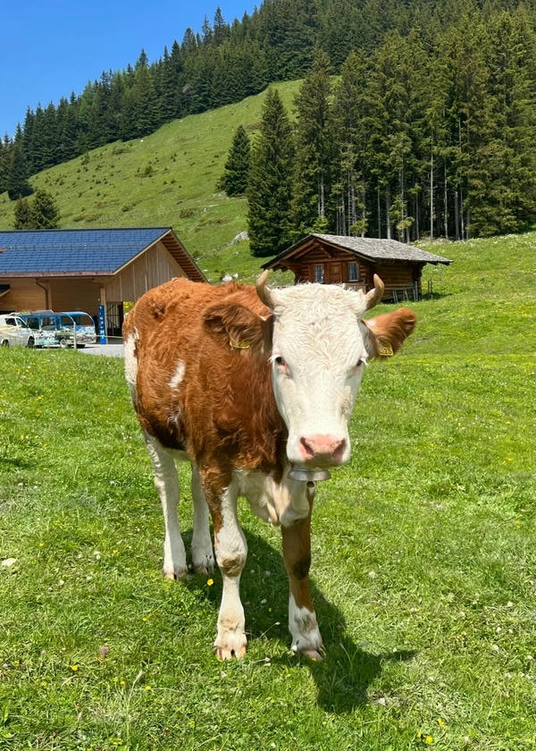 hình ảnh con bò 15