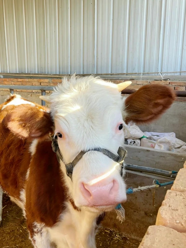 hình ảnh con bò 16