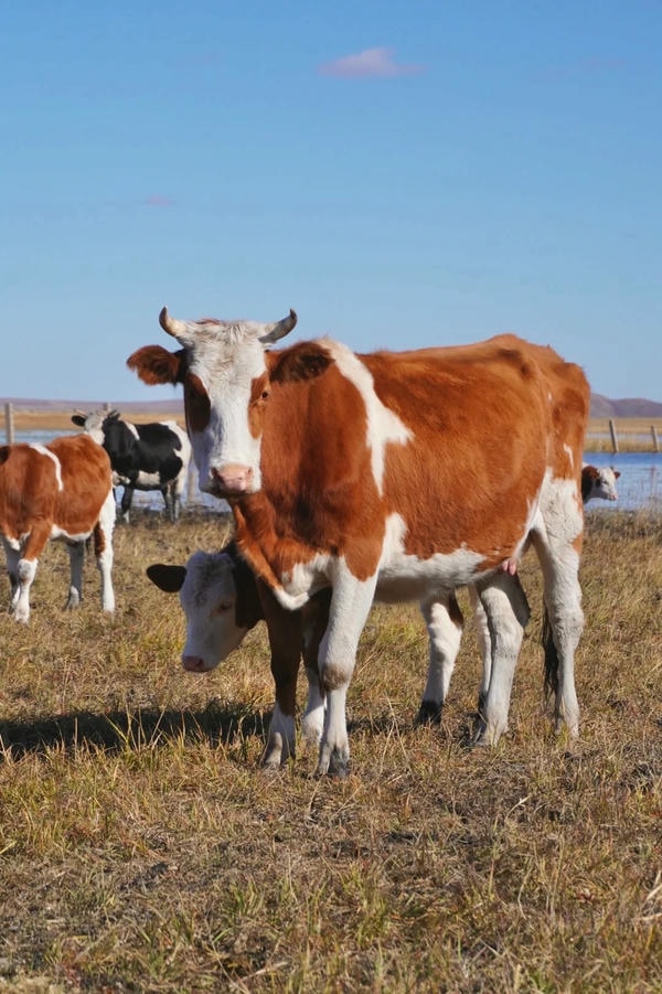 hình ảnh con bò 17