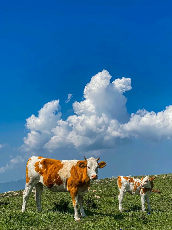 hình ảnh con bò 18