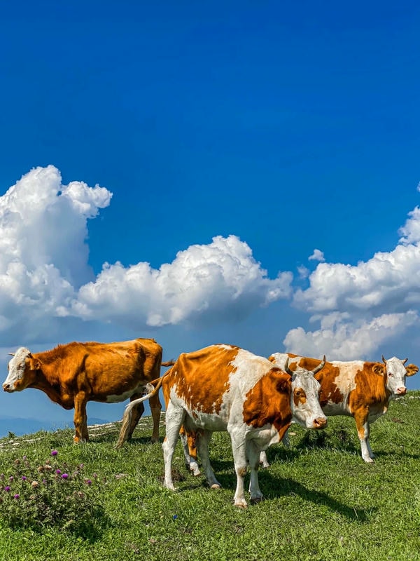 hình ảnh con bò 19