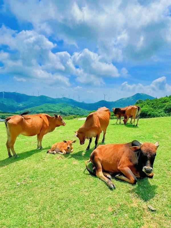 hình ảnh con bò 2