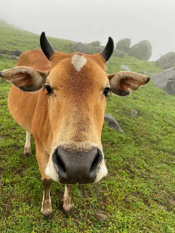 hình ảnh con bò 21