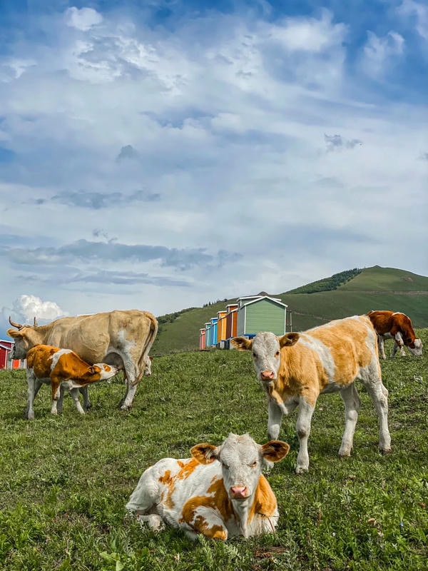 hình ảnh con bò 23