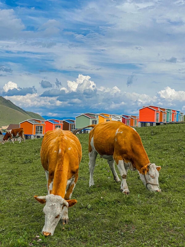 hình ảnh con bò 25