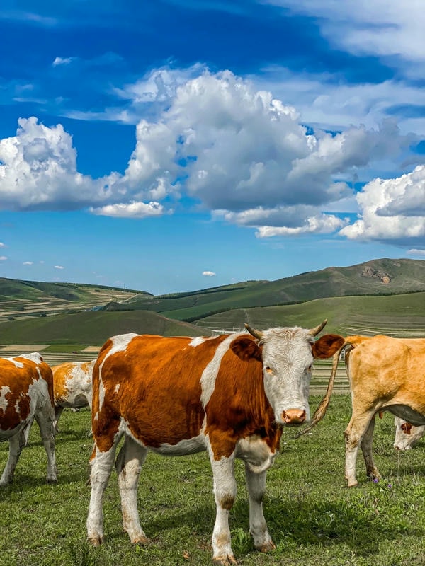 hình ảnh con bò 27