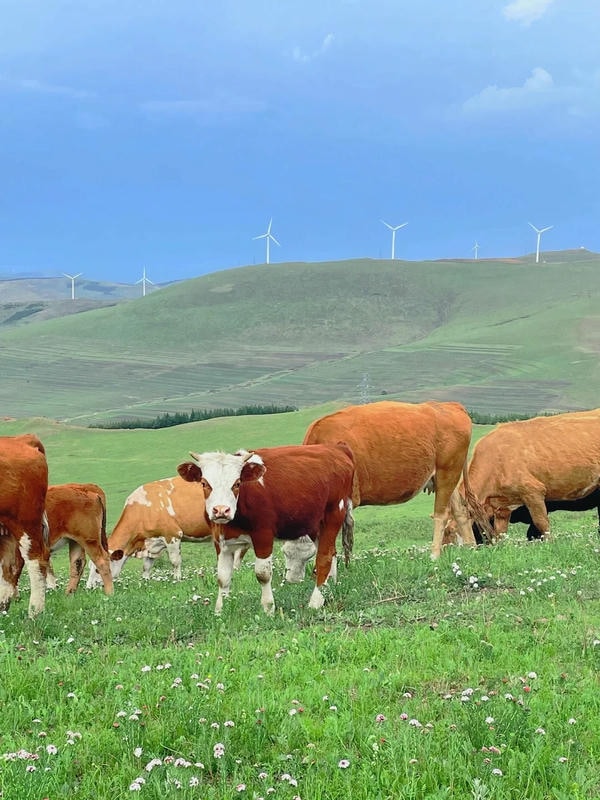 hình ảnh con bò 28