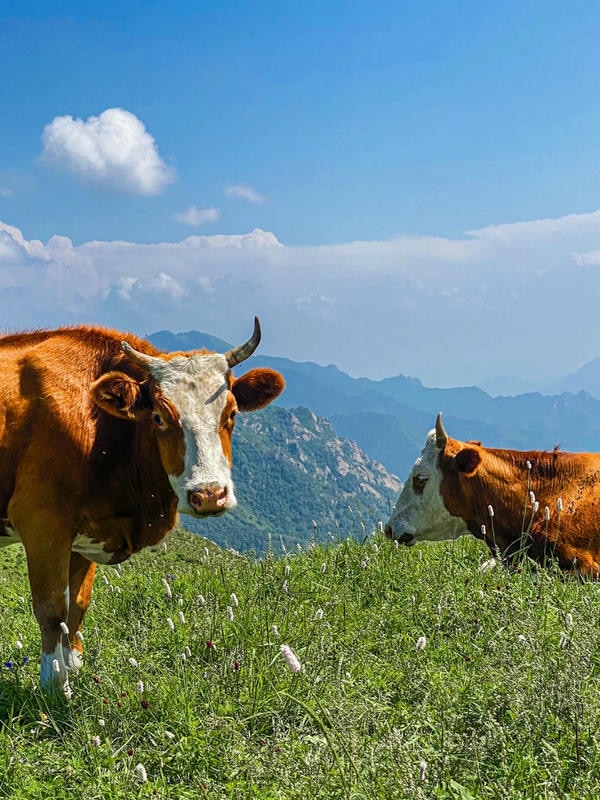 hình ảnh con bò 29