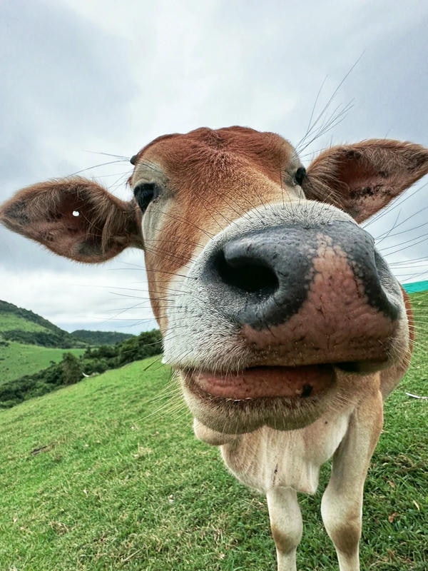 hình ảnh con bò 3