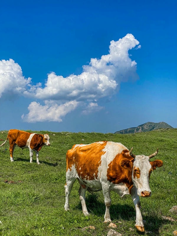 hình ảnh con bò 30