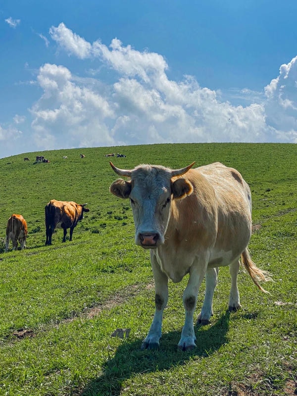 hình ảnh con bò 31