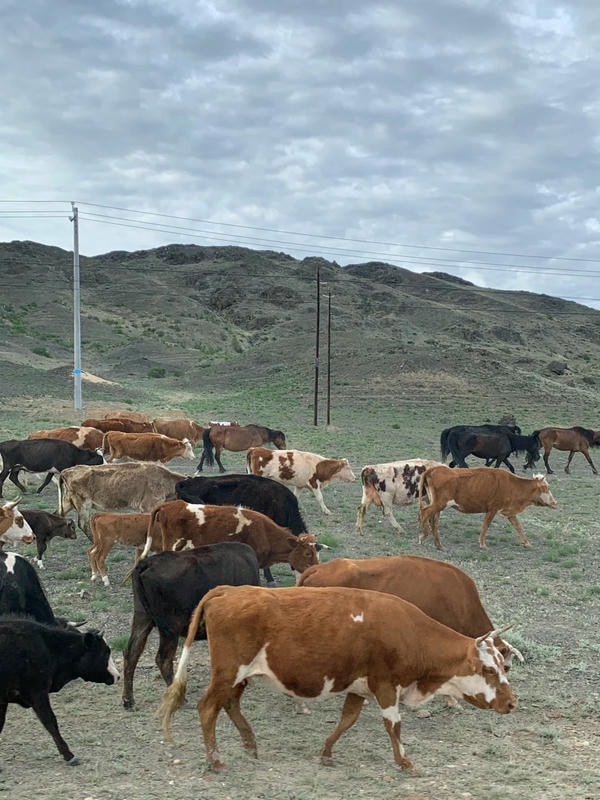 hình ảnh con bò 9