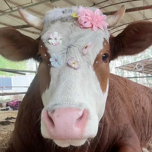 hình ảnh con bò đẹp