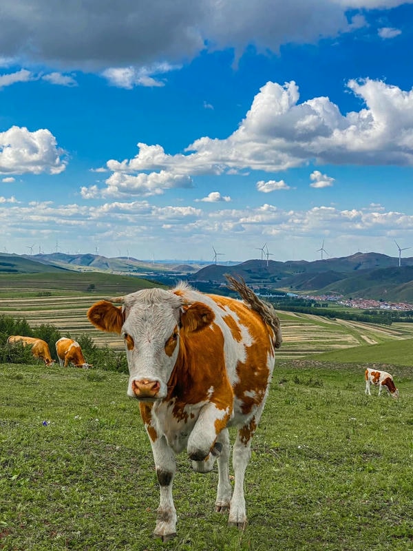 hình ảnh con bò sữa