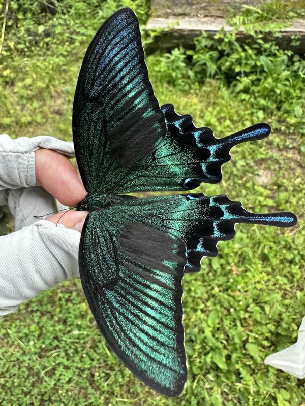 hình ảnh con bướm 1