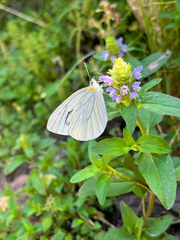 hình ảnh con bướm 10