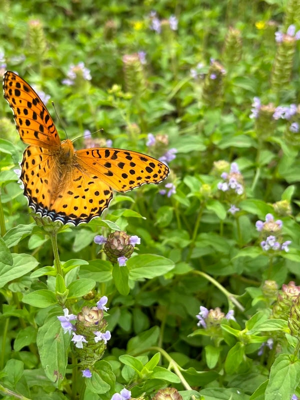 hình ảnh con bướm 11