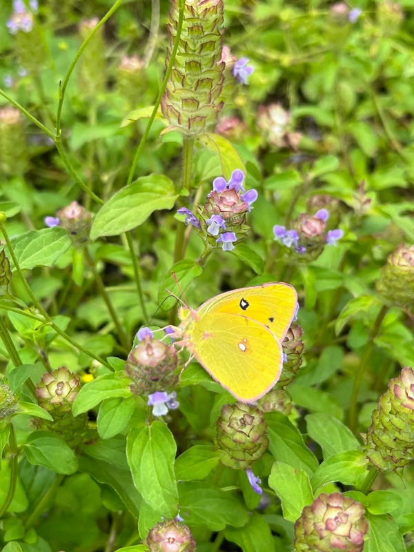 hình ảnh con bướm 13