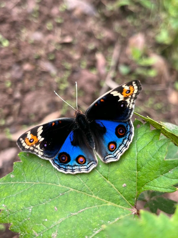 hình ảnh con bướm 15