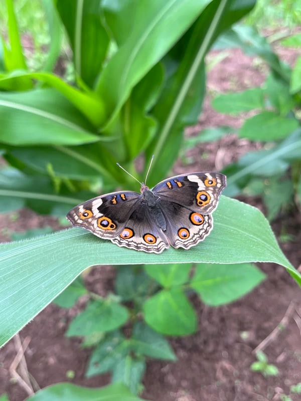 hình ảnh con bướm 16