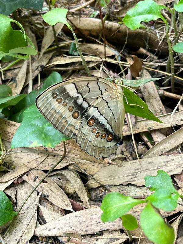 hình ảnh con bướm 18