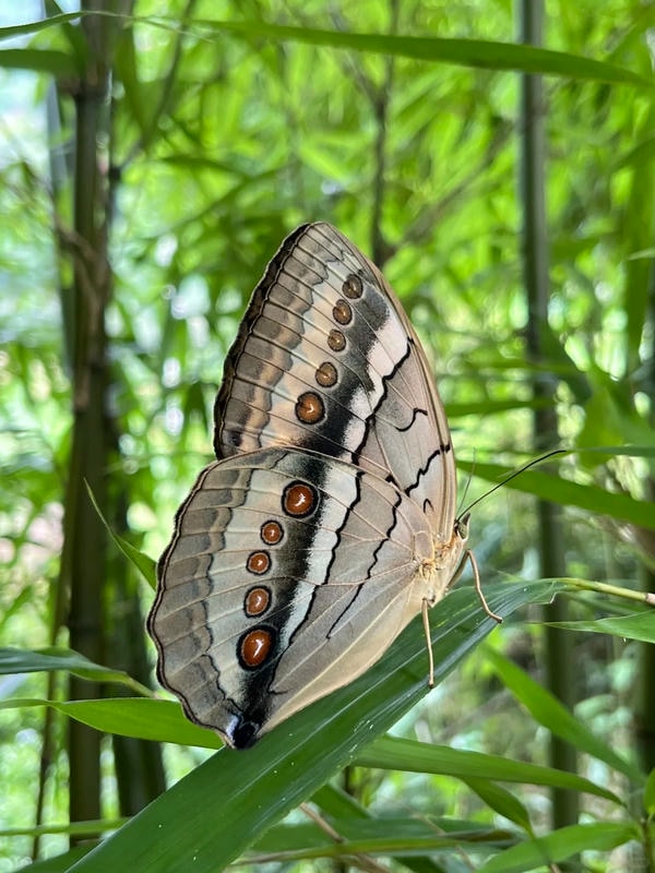 hình ảnh con bướm 19