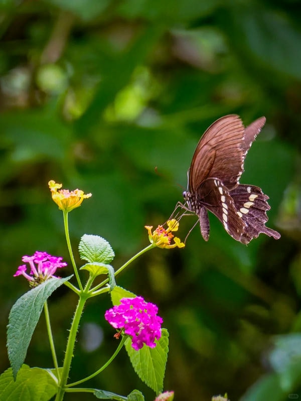 hình ảnh con bướm 2