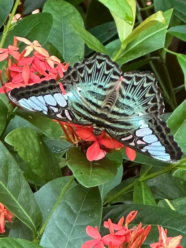 hình ảnh con bướm 20