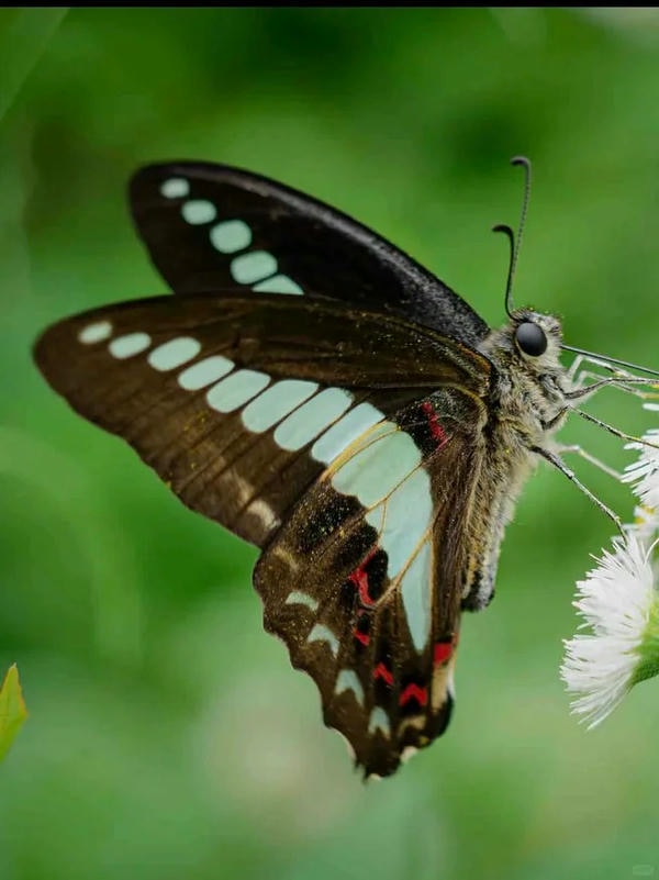 hình ảnh con bướm 22