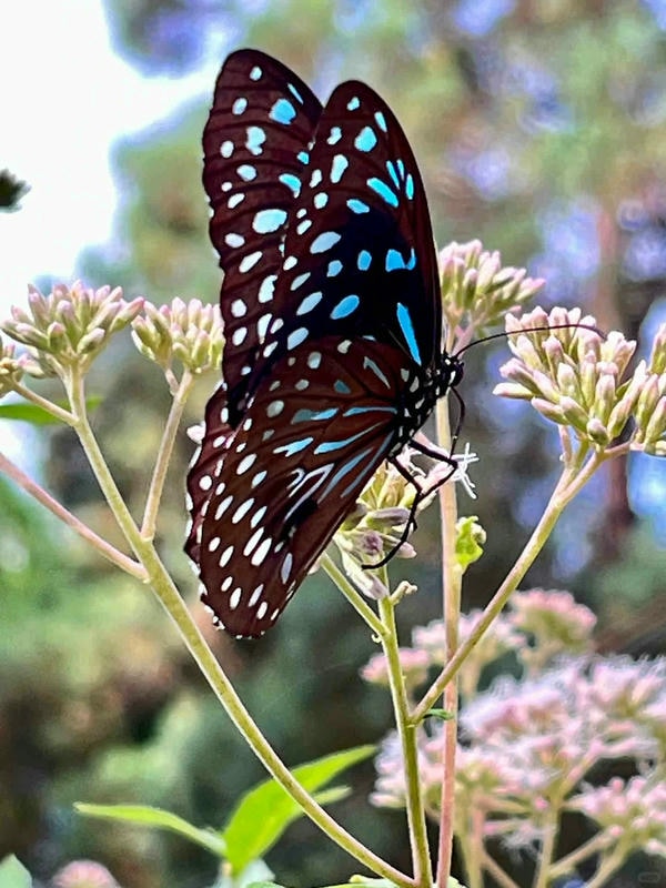 hình ảnh con bướm 23