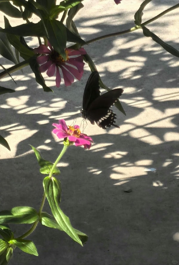 hình ảnh con bướm 26