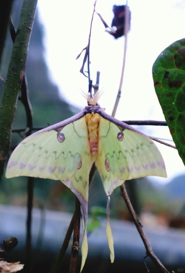 hình ảnh con bướm 27