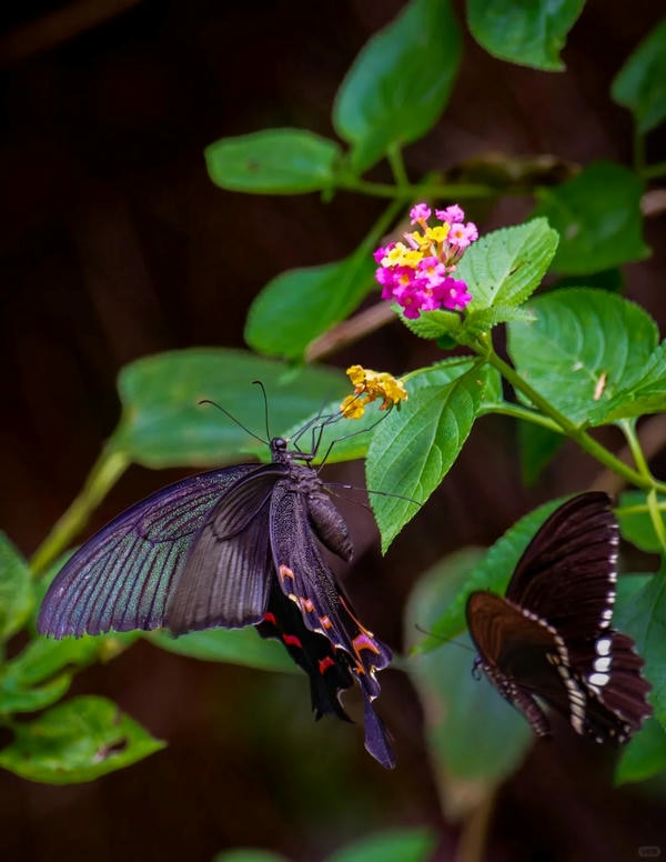 hình ảnh con bướm 3