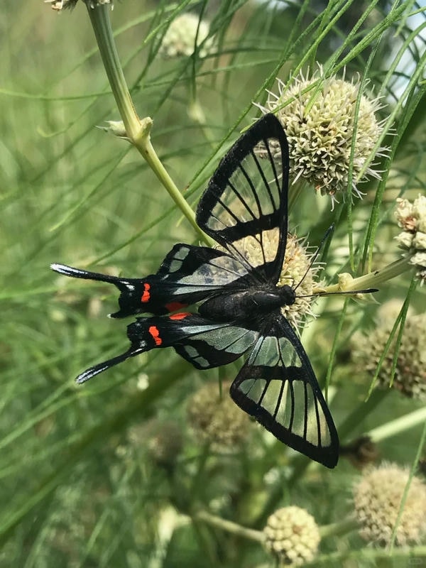 hình ảnh con bướm 30