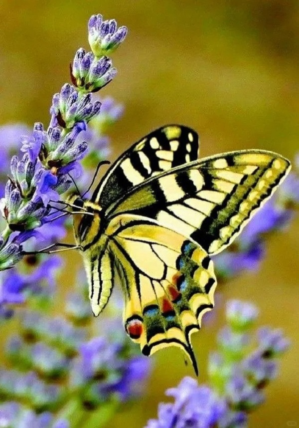 hình ảnh con bướm 32