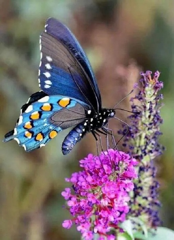 hình ảnh con bướm 33