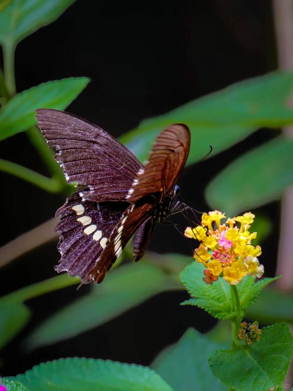 hình ảnh con bướm 4