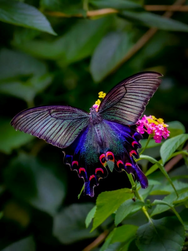 hình ảnh con bướm 5